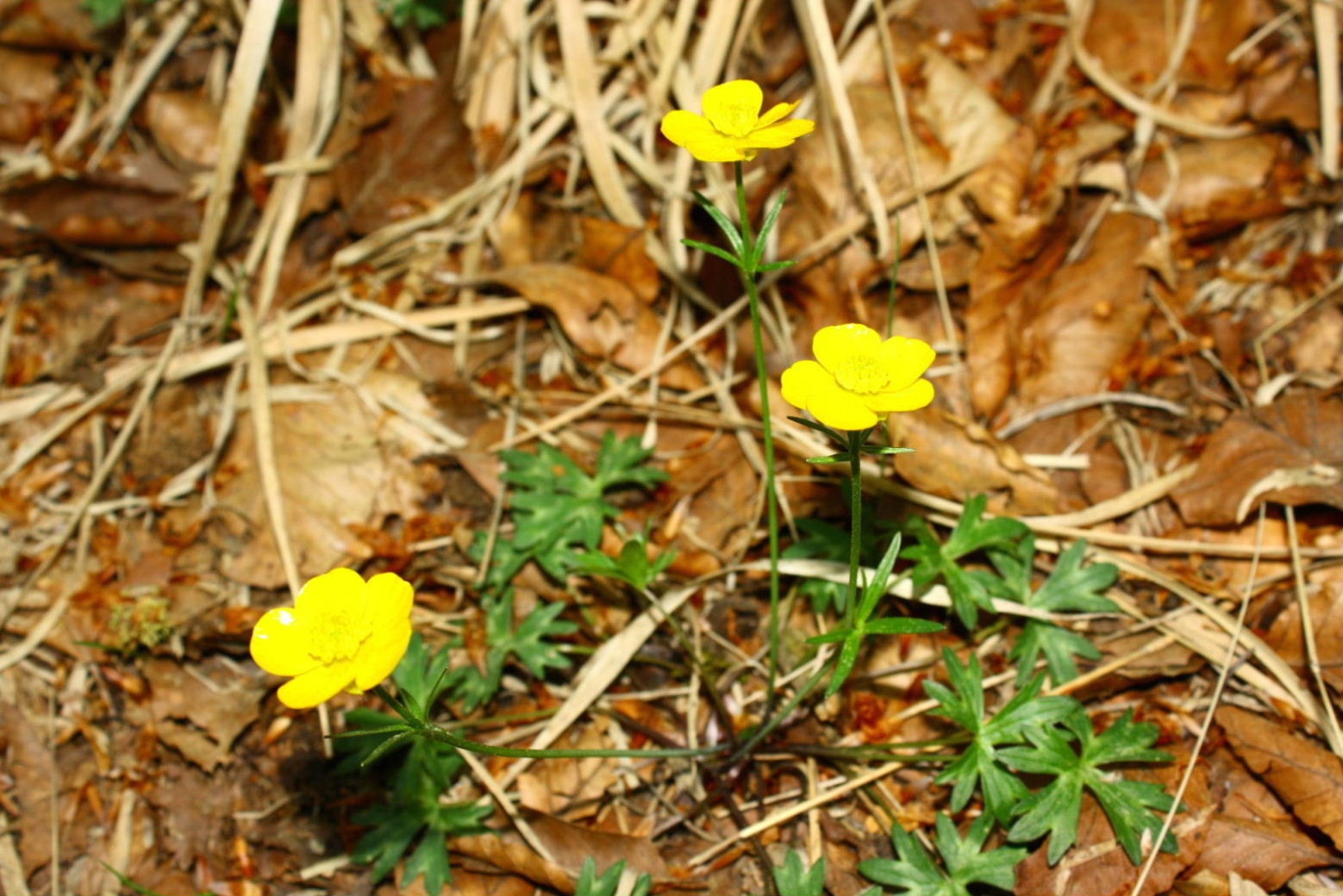 Ranunculus cfr. pollinensis